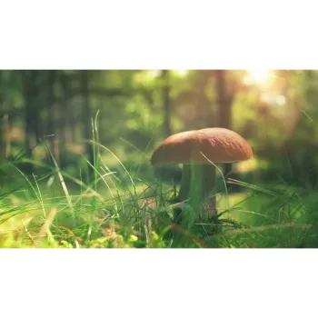 Mushroom (38)-5568308-41536.webp